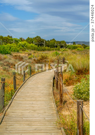 wooden boardwalk in the dunes leading to beach 37446024