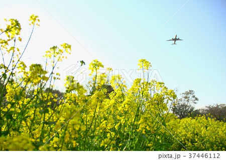 菜の花畑と飛行機 菜の花畑と飛行機 37446112