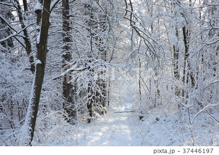 Forest path in winter scenery 37446197
