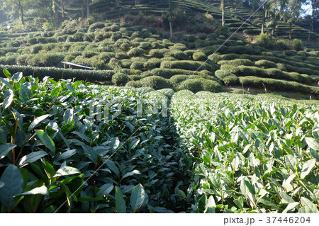 Green Chinese Longjing tea plantation Green Chinese Longjing tea plantation 37446204
