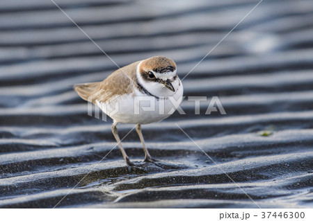 シロチドリ雄 シロチドリ雄 37446300