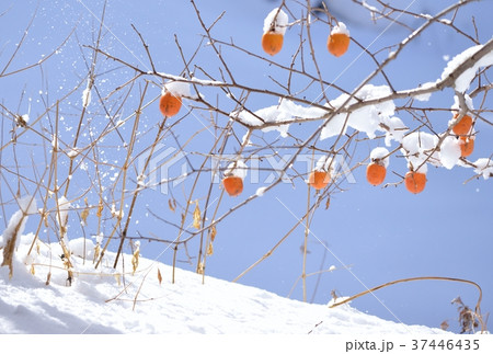 妙丹柿 妙丹柿 37446435