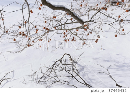 妙丹柿 妙丹柿 37446452