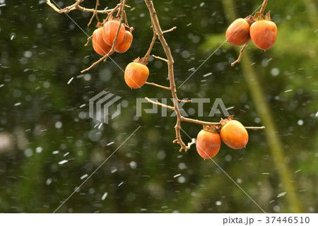 妙丹柿 妙丹柿 37446510