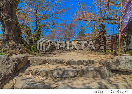 春の懐古園の風景 春の懐古園の風景 37447275