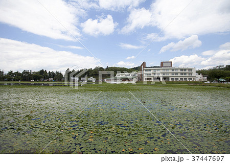 秋田県横手市 鶴ヶ池とスイレン 秋田県横手市 鶴ヶ池とスイレン 37447697