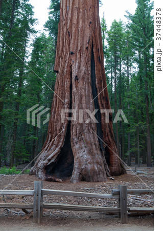 Sequoia National Park, USA. Sequoia National Park, USA. 37448378