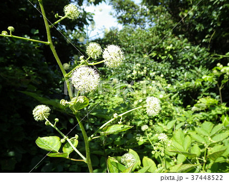 ウドの花の写真素材