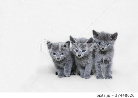 ロシアンブルー 茨城】大友 直子(おおとも なおこ)ブリーダー｜みんなの子猫