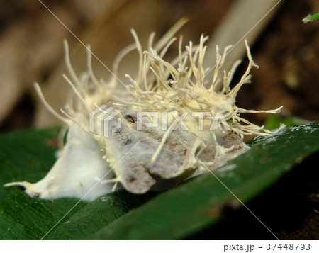 冬虫夏草 ガヤドリナガミノツブタケ 冬虫夏草 ガヤドリナガミノツブタケ 37448793