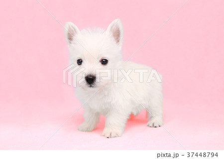 ウェスティ 子犬 ウェスティ 子犬 37448794