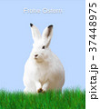 Easter, rabbit, green meadow, blue background 37448975