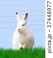 Easter, rabbit, green meadow, blue background 37448977