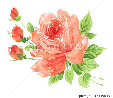 roses18118pix7のイラスト素材 [37449045] - PIXTA
