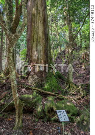 貴船神社 御神木相生の杉 貴船神社 御神木相生の杉 37449112