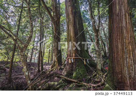 貴船神社 御神木相生の杉 37449113