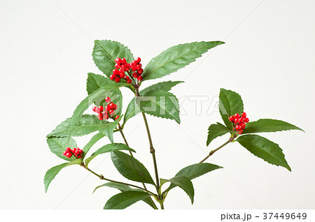 センリョウ 37449649