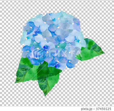 繡球花·藍色 37450125