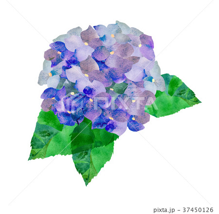 アジサイ・紫 37450126