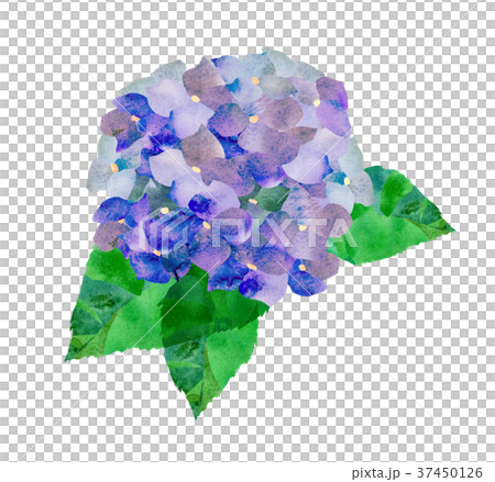 アジサイ・紫 37450126
