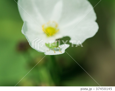 Grasshopper Sitting Comfortably on  White Flower 37450145