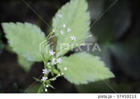 ミツバの花の写真素材