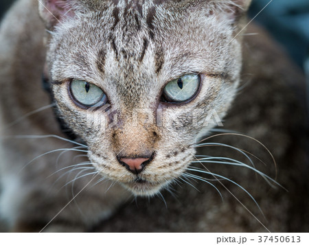 The Face of Tabby Cat The Face of Tabby Cat 37450613