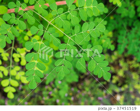 The Horseradish Tree Leaf The Horseradish Tree Leaf 37451519
