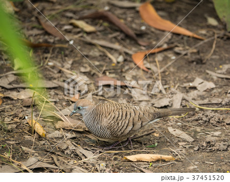 Dove Walking on The Ground Dove Walking on The Ground 37451520