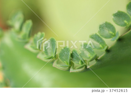 植物 工場 プランツ 37452615