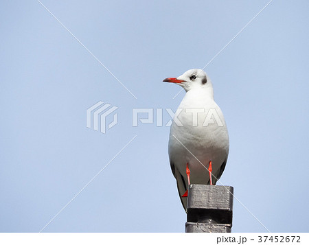 ユリカモメ ユリカモメ 37452672