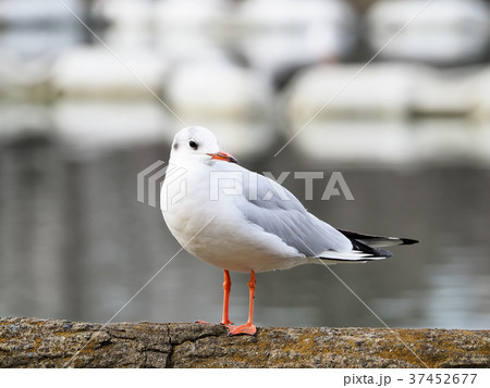 ユリカモメ ユリカモメ 37452677