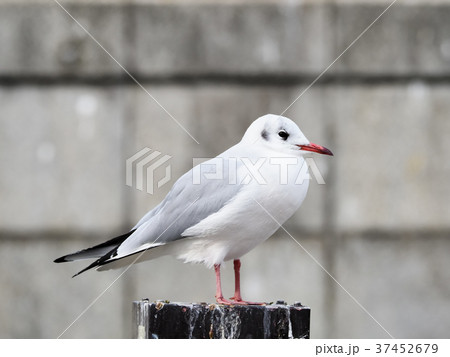 ユリカモメ ユリカモメ 37452679