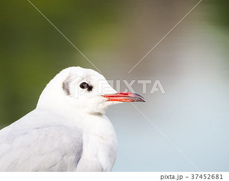 ユリカモメ ユリカモメ 37452681