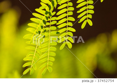 Green leaf of Leucaena leucocephala tree Green leaf of Leucaena leucocephala tree 37452754
