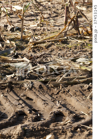 harvesting maize harvesting maize 37453145
