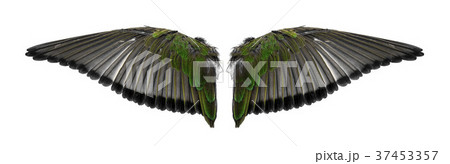 Angel wings an isolated Angel wings an isolated 37453357