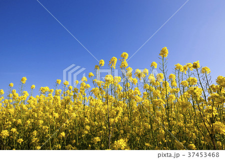 Blossoming agricultural field 37453468