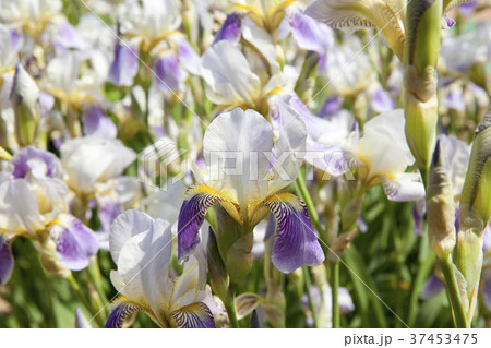flower iris , meadow 37453475