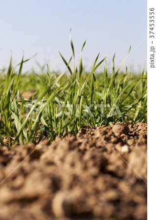 green wheat , closeup 37453556