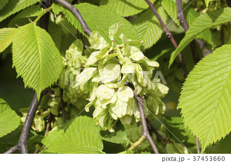 green bush , green bush , 37453660