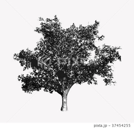 Black and white tree drawing illustration Black and white tree drawing illustration 37454255