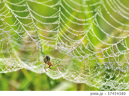 朝露とクモの巣 の写真素材