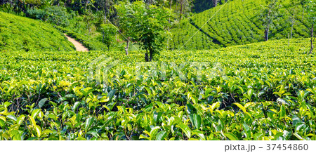 Tea plantation in up country near Nuwara Eliya, Tea plantation in up country near Nuwara Eliya, 37454860