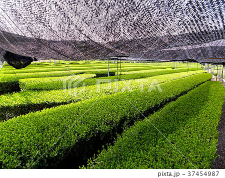 西尾の抹茶 茶畑 西尾の抹茶 茶畑 37454987