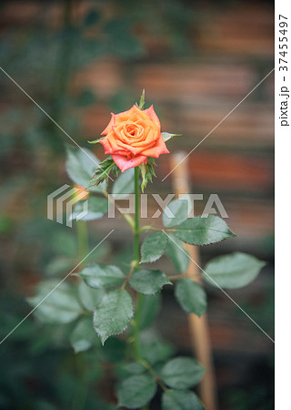 orange rose in the glass house for valentine day orange rose in the glass house for valentine day 37455497