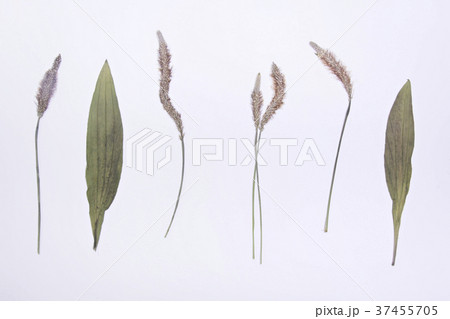 Group of dried herbs 37455705