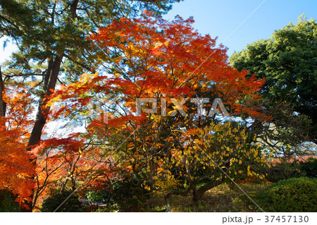 東京都庭園美術館のモミジの紅葉 37457130