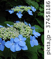 新緑の季節の紫陽花 37458186