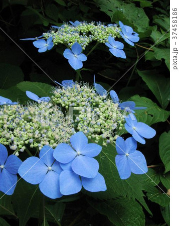 新緑の季節の紫陽花 新緑の季節の紫陽花 37458186